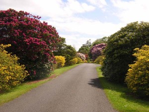 Rhododendrons Bute Scotiana 2oo4