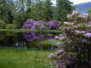 Rhododendrons Etang Scotiana 2000