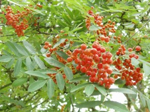 Rowan Tree