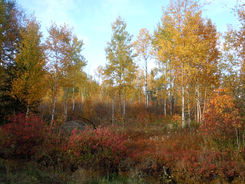 Autumn colours Lac des Commissaires Province of Quebec 