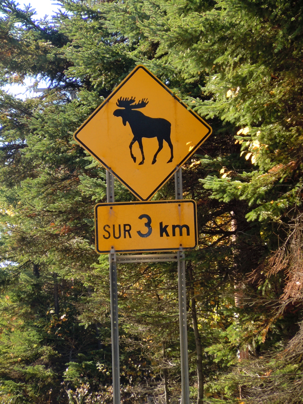 'Beware of moose' road sign post © Scotiana October 2010