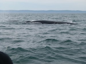 Zodiac whales watching cruise Tadoussac Quebec QC