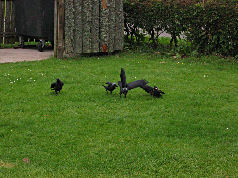 Scotland - Dumfries & Galloway - Hoddom Castle - jackdaws  © 2004 Scotiana