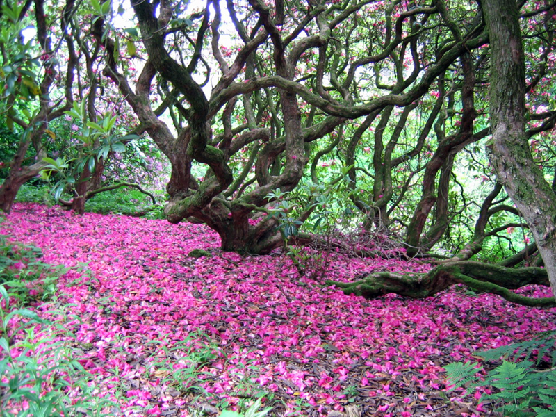 Hoddom Castle rhododendrons wood Dumfries & Galloway Scotland © 2004 Scotiana