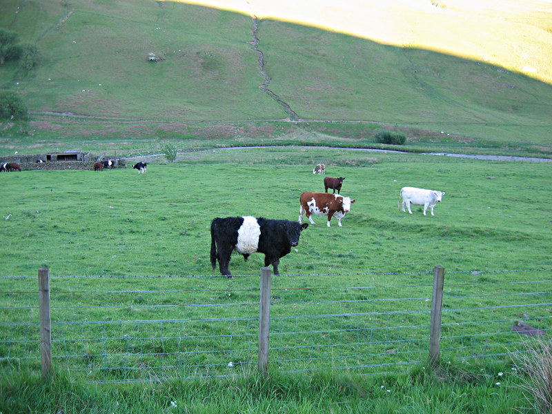 Belted Galloway cows on the Moffat Road Dumfries & Galloway Scotland  © 2004 Scotiana