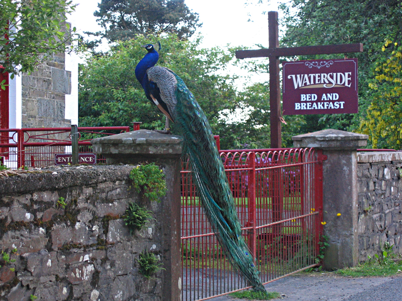 Moffat road - peacock - Waterside B&B - Dumfries & Galloway Scotland © 2004 Scotiana