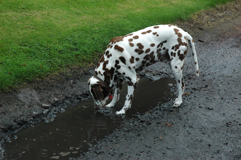 Glasgow Necropolis Dalmatian  © 2007 Scotiana