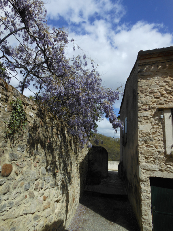 France Languedoc-Roussillon Aude Montolieu glycine bleue (wisteria)  © 2012 Scotiana