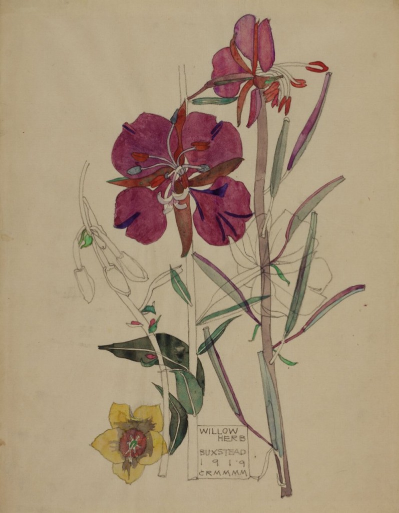 Willow Herb, Buxstead 1919 Source The Hunterian Museum & Art Gallery University of Glasgow