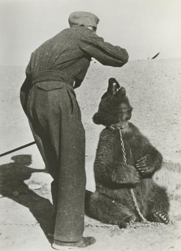 Polish soldier with Wojtek in Iran 1942 Source Wikipedia