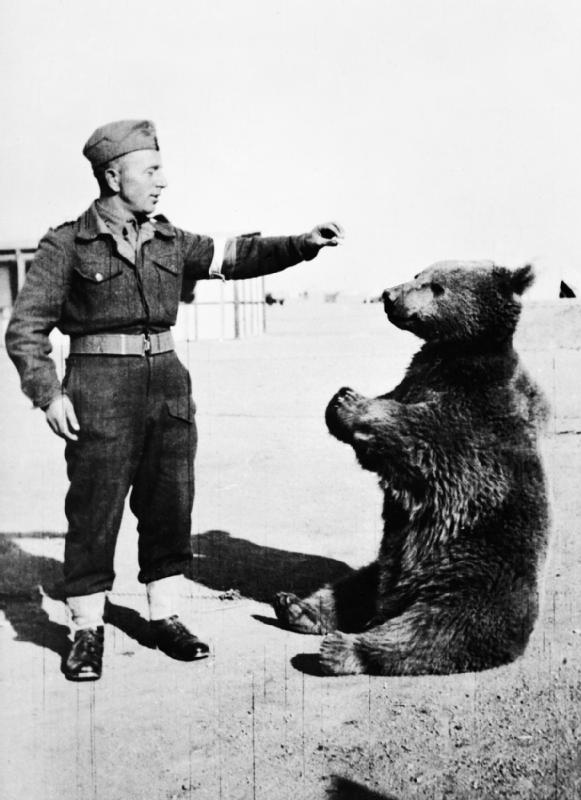 Wojtek the Bear with a Polish soldier 1942 Source Wikipedia