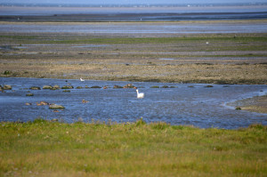 Aberlady Bay East Lothian © 2012 Scotiana