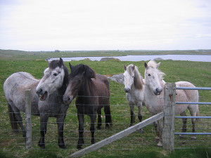 Eriskay ponies in South Uist Outer Hebrides © 2004 Scotiana