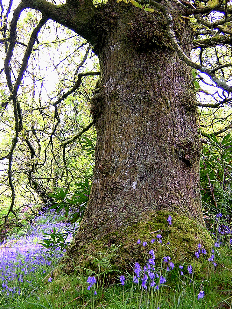 Cowal tree bluebells jacinthes des bois jacinthes sauvages © 2004 Scotiana