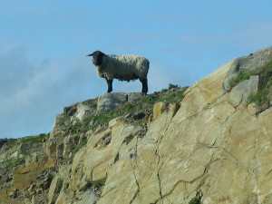 Sheep at a top of a cliff © 2004 Scotiana