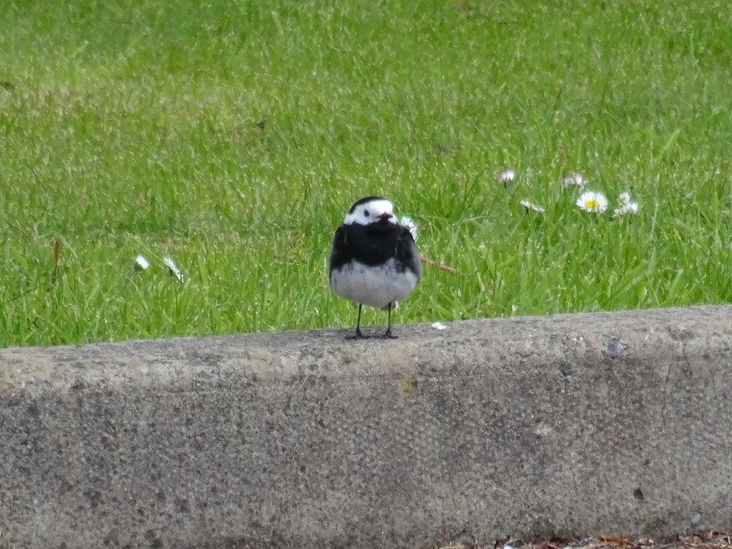 pied wagtail bird in scotland