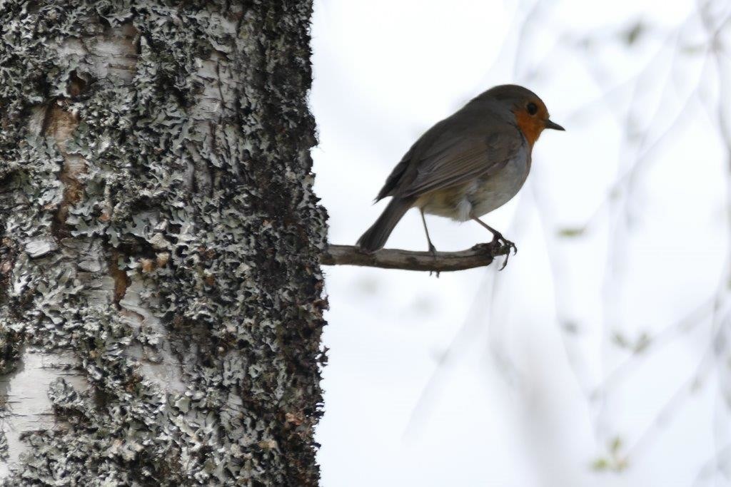 Birds - Scotland