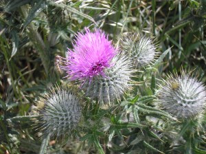 quebec-thistle