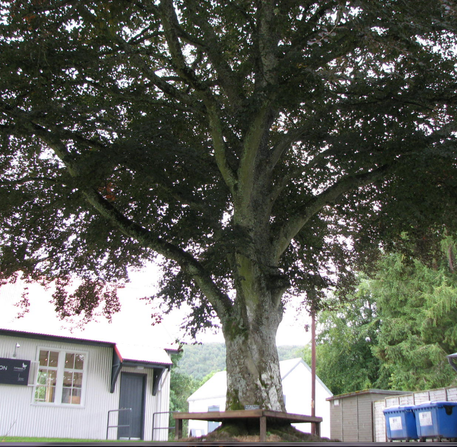 tree commemorating King edward VII