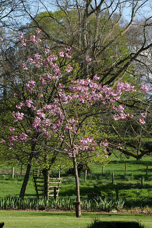 Drum Castle garden © 2015 Scotiana