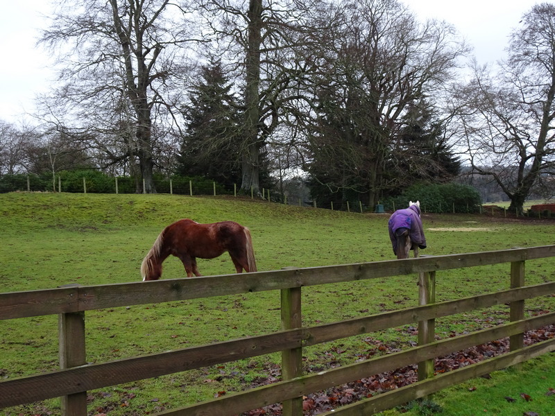 Thirlestane Castle and its horses in winter © 2019 Scotiana